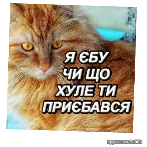 animal animal domestic cat cat