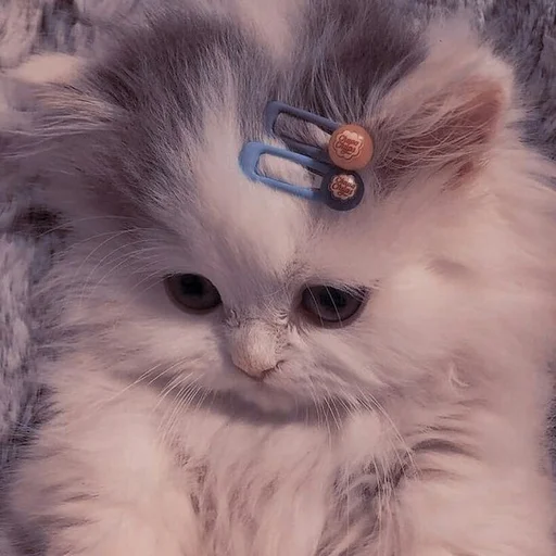 Котята от Бель Котята от Бель -