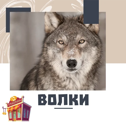 Волки @stickernayaa Волки @stickernayaa -