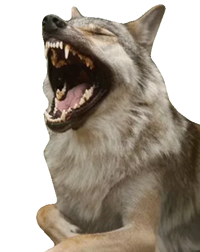Волчий Пак @stickerus Волчий Пак @stickerus -