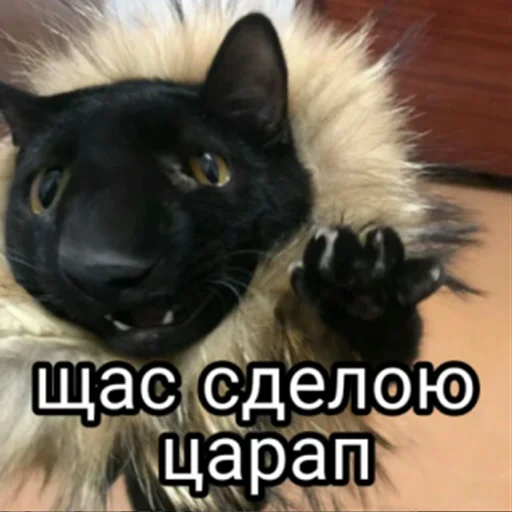 @voop_cats @voop_cats -