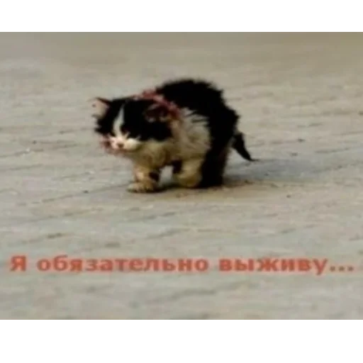 Я обязательно. Я обязательно выживу котенок