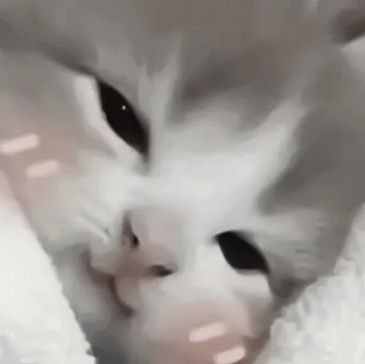 animal animal cat mammal