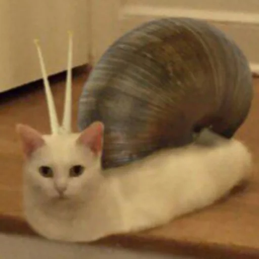 котывоняки котывоняки -
