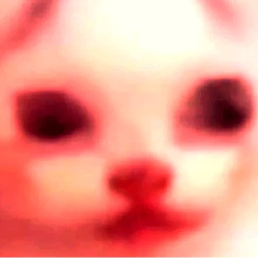watermelon_cat watermelon_cat -