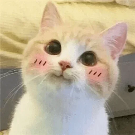 animal animal mammal cat