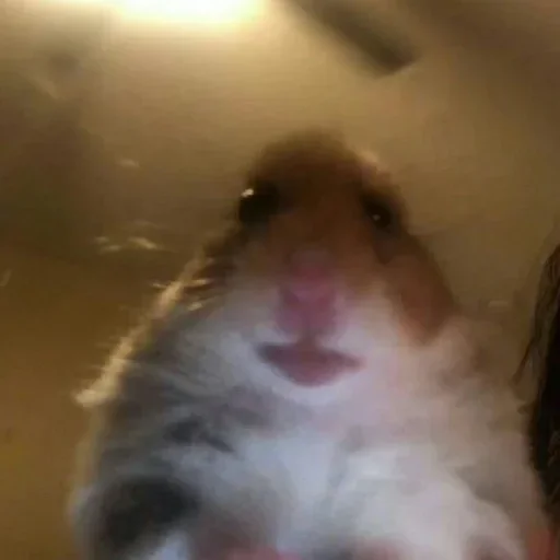 animal animal mammal hamster
