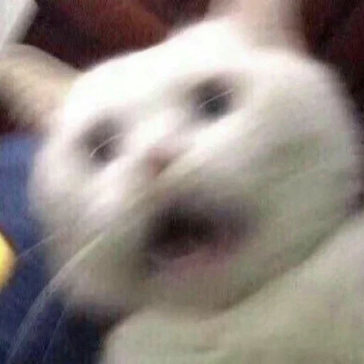 miaomeow miaomeow -