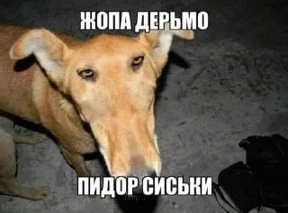 Стикер пиздец ну и хуйня - 0