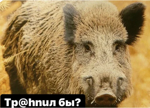 wildboar74 wildboar74 -