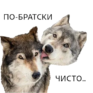 Sticker ВОЛК НЕ ВОРК - 0