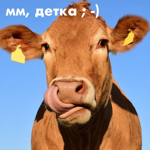 wow_cow