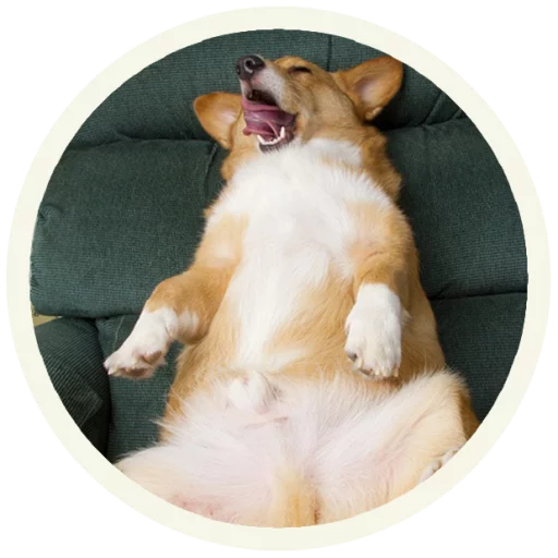 Корги @lennysticker Корги @lennysticker -