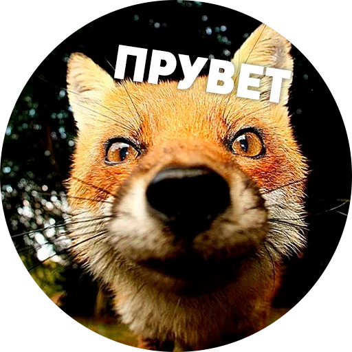 🦊 Мемные лисухи @lennysticker 🦊 Мемные лисухи @lennysticker - млекопитающее