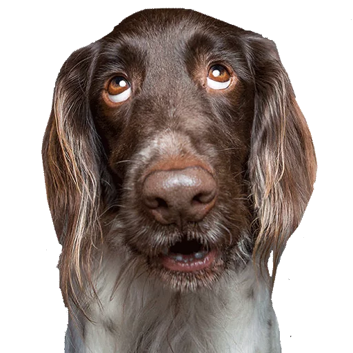 WTFdogs WTFdogs - животное