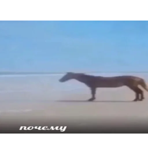млекопитающее млекопитающее животное лошадь