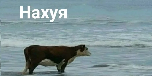 млекопитающее млекопитающее скот животное