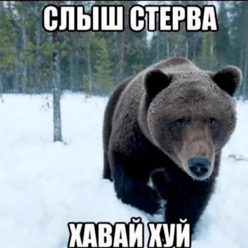 слыш стерва хавай хуй слыш стерва хавай хуй -
