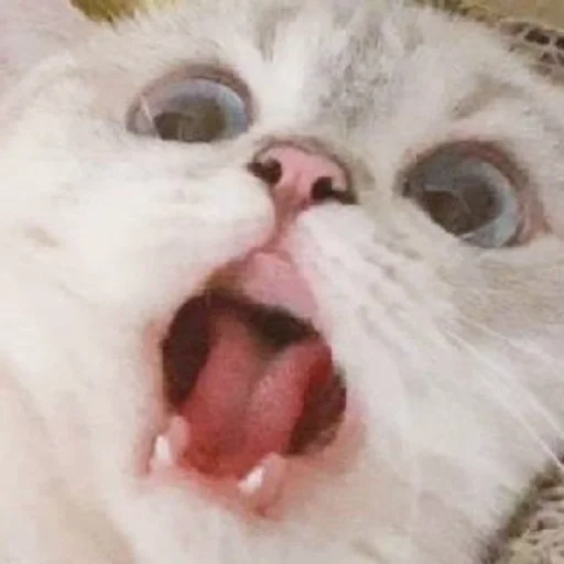 mammal mammal animal cat