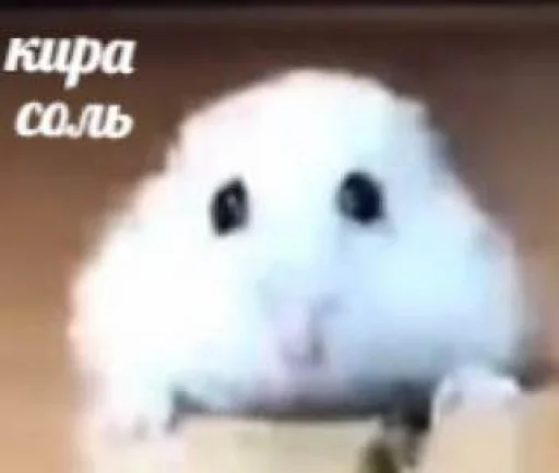 соляшка дживиашка соляшка дживиашка -