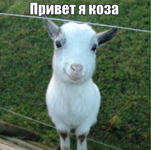 привіт я… привіт я… -
