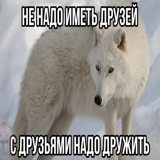 mammal mammal animal text