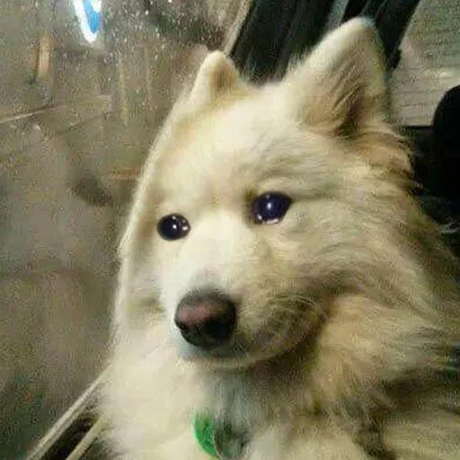 Sad Yeds Sad Yeds - животное