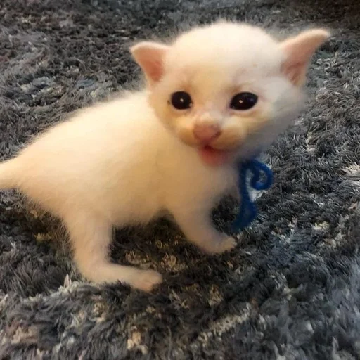 улюп :: @fStikBot улюп :: @fStikBot - animal