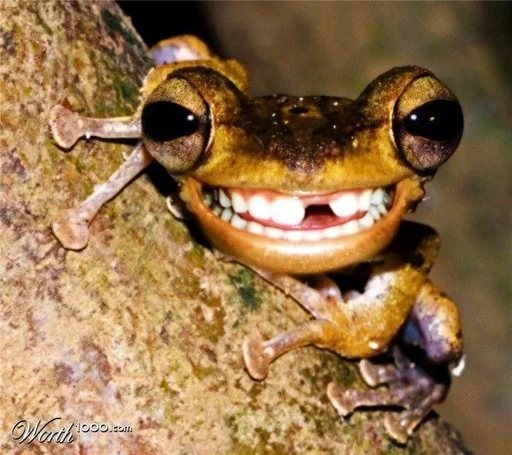 Стикер жаба смешная. :: @fStikBot - 0