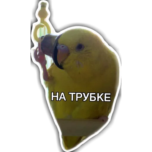 Заберите у него колокол Заберите у него колокол -