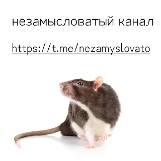 Sticker Крысы by @zachemtebedengi - 0