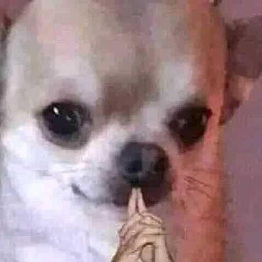 poxyu вообще :: @fStikBot poxyu вообще :: @fStikBot -