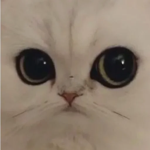 pezda pezda -