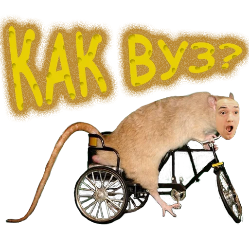 mammal mammal wheel animal