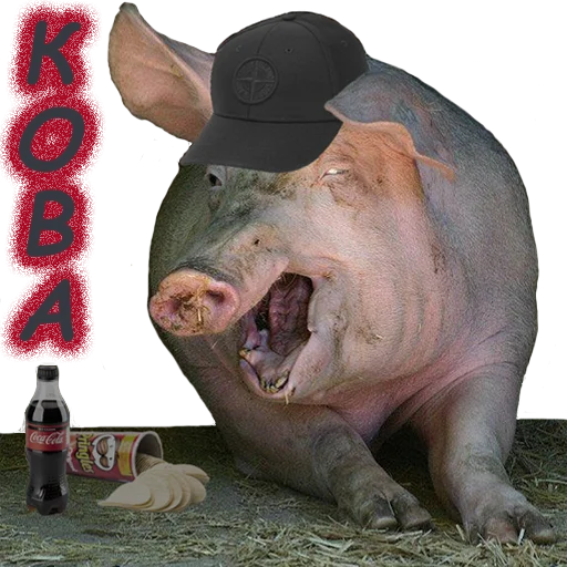 mammal mammal animal pig