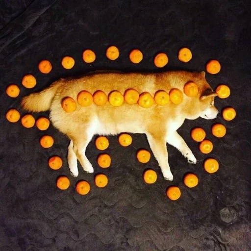 animal dog orange