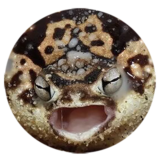 zhabki zhabki -