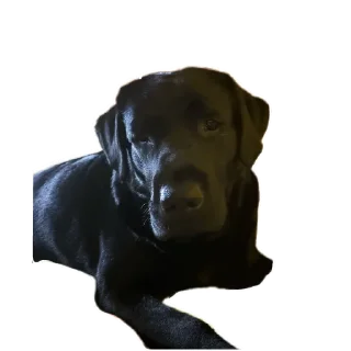 Sticker жжпп - 9