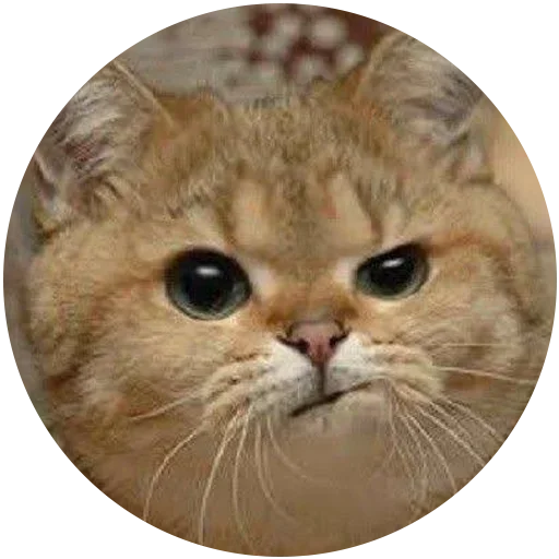 animal animal mammal cat