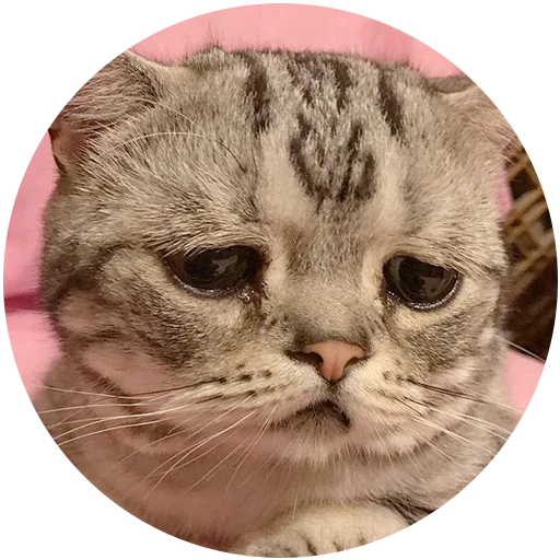 mammal mammal animal cat