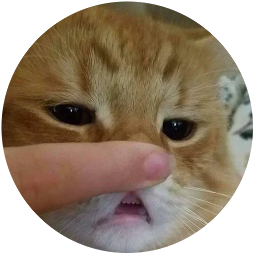 small to medium-sized cats small to medium-sized cats felidae cat