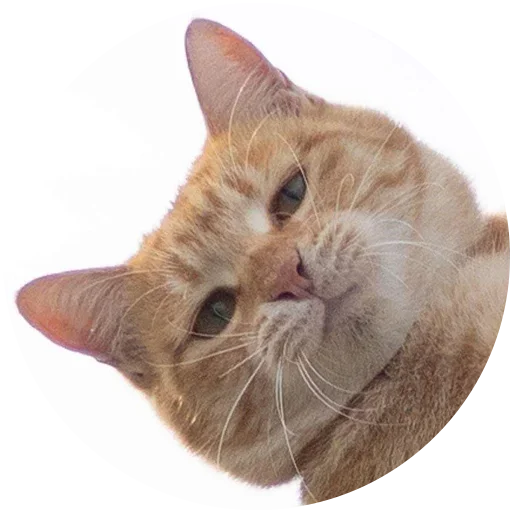 mammal mammal animal domestic cat
