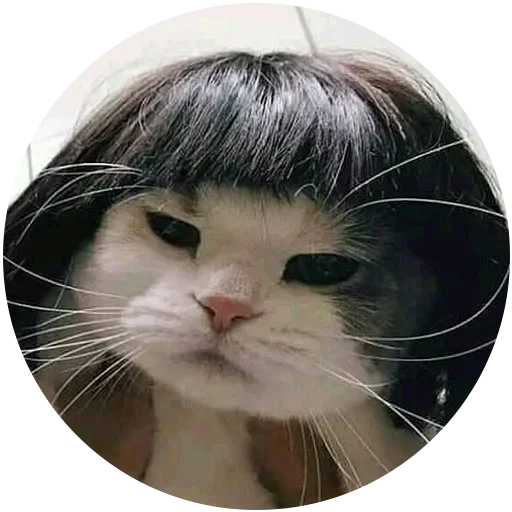 Злой Кот Злой Кот -