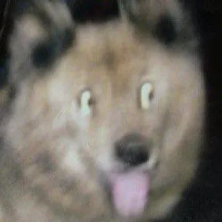 @zookek